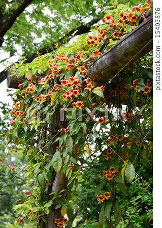 Bignonia 15403876