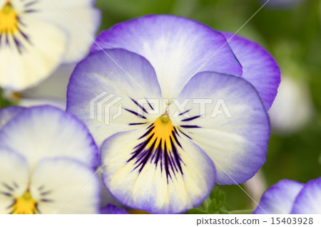 三色堇 三色堇 15403928