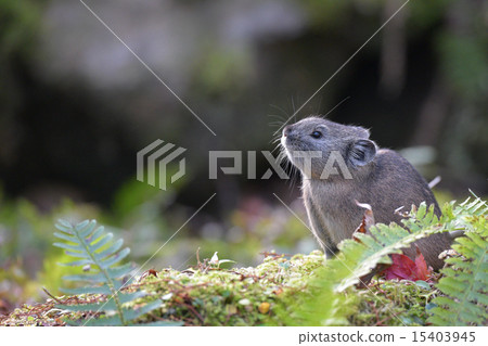 Winter's nearest pika 15403945