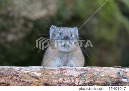 A well behaved pika A well behaved pika 15403947