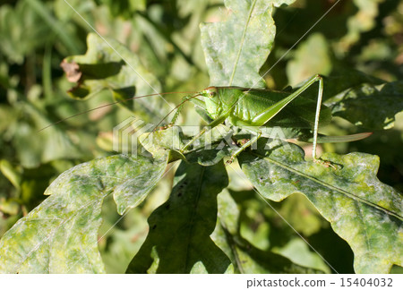 Grasshopper 15404032