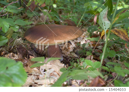 Edible mushroom Edible mushroom 15404033