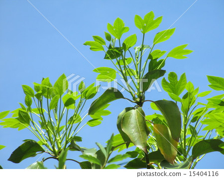 Cacremi年輕葉子和春天藍天 Cacremi年輕葉子和春天藍天 15404116