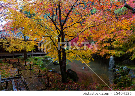 蓮花寺廟秋葉 蓮花寺廟秋葉 15404125