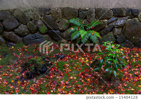 Autumn leaves of lotus temple 15404128