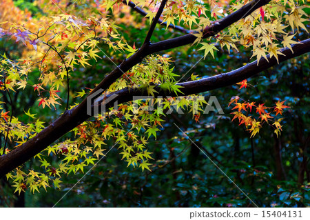 Autumn leaves of lotus temple 15404131