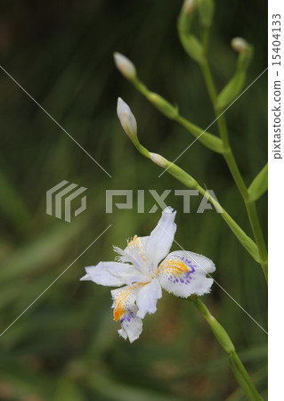 等到薩沙 等到薩沙 15404133