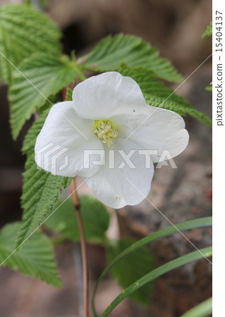 Shiroyamabuki 15404137