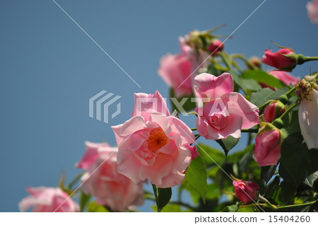 西班牙美女在藍天綻放 西班牙美女在藍天綻放 15404260