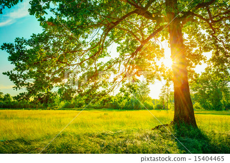 Summer Sunny Forest Trees And Green Grass 15404465