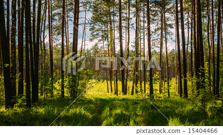Sunlight In Green Coniferous Forest, Summer 15404466