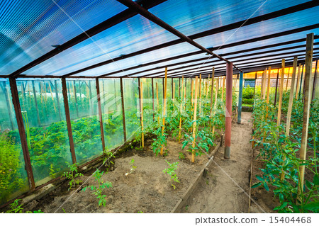 raised beds in vegetable garden