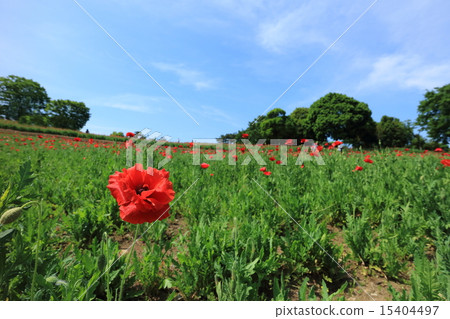 昭和紀念公園Chirley Poppy 15404497