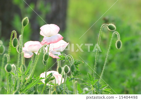 Chirley Poppy 15404498