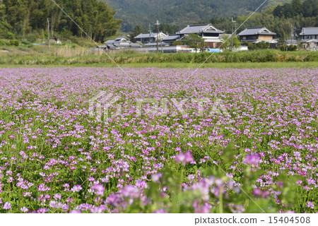 奈良縣的黃芪田和村/旭川村 15404508