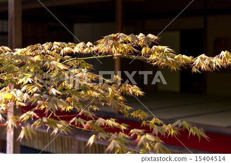 Shokoji寺 Shokoji寺 15404514