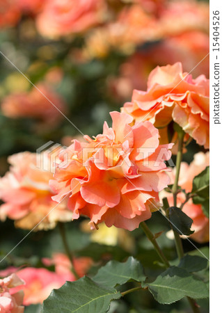 Rose brass band 15404526