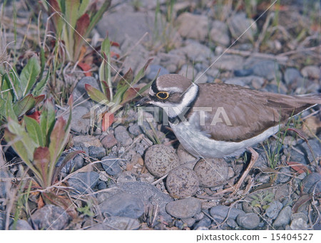 Komichiri on the nest 15404527