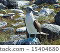 Galapagos Islands Aoashi Boobies 15404680