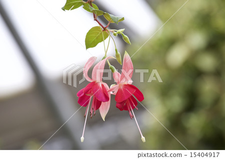 Fuchsia 15404917