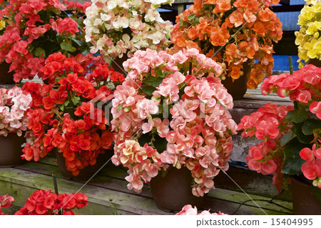 Begonia 15404995