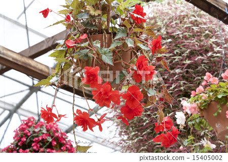 Begonia Begonia 15405002