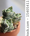 Succulent plants Kinokawa 15405411