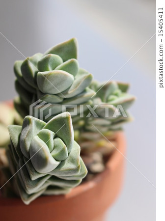 Succulent plants Kinokawa 15405411