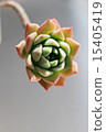 Succulent plants Makos 15405419