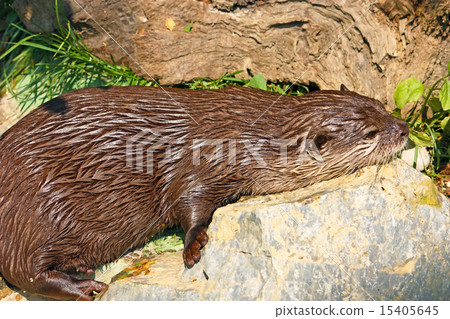 Oriental small-clawed otter Oriental small-clawed otter 15405645