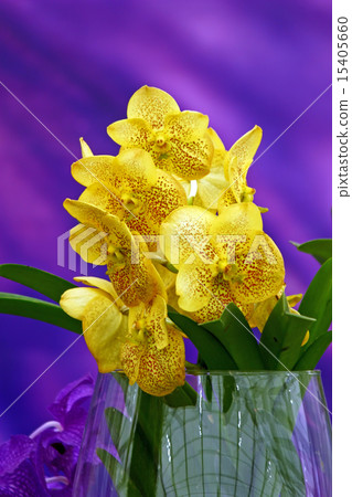 Yellow orchid in glass vase on violet background 15405660