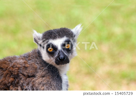 Wolverine lemur 15405729