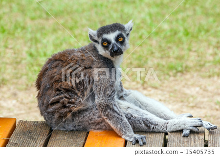 Wolverine lemur Wolverine lemur 15405735