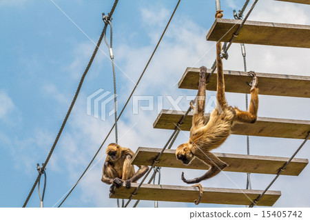 杰弗裡蜘蛛猴 15405742