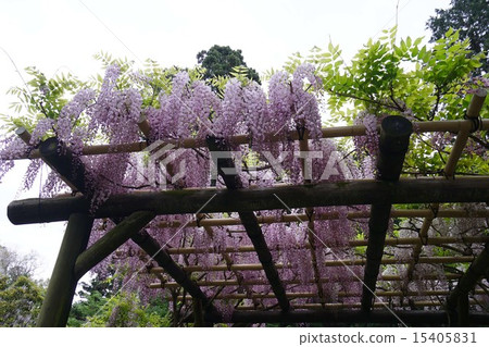 Wisteria flowers Wisteria flowers 15405831