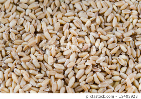 wheat wheat 15405928