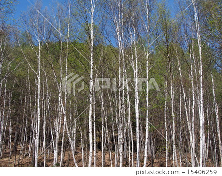 White birch forest White birch forest 15406259