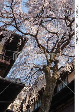 Misonasaka Akebonotei early blooming cherry blossoms Misonasaka Akebonotei early blooming cherry blossoms 15406379