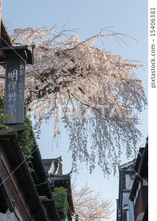 Misonasaka Akebonotei early blooming cherry blossoms Misonasaka Akebonotei early blooming cherry blossoms 15406381