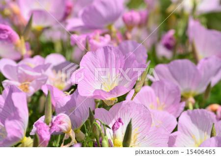 Hiltzakimusuki 15406465