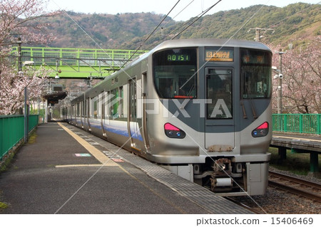 Cherry blossoms at Yamaji Ridge Station and Hanwa Line 225 train 15406469