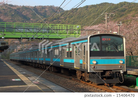 Cherry Blossoms at Yamaji Ridge Station and Hanwa Line 205 Series Train 15406470