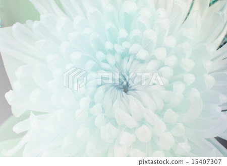chrysanthemum flower in soft style chrysanthemum flower in soft style 15407307