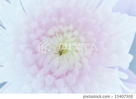 floral in soft style for background floral in soft style for background 15407308