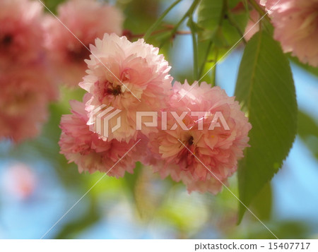 Brown-eared cherry tree 15407717