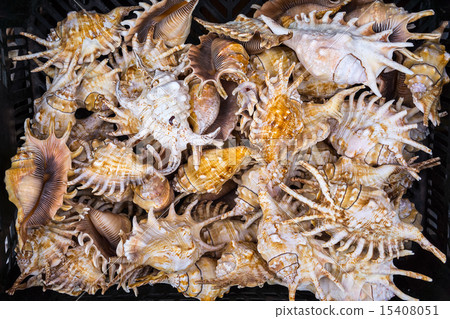Seashells. 15408051