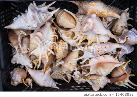 Seashells. 15408052