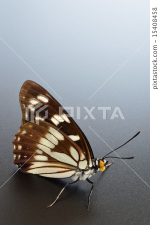 Gomadara蝴蝶黑背 15408458