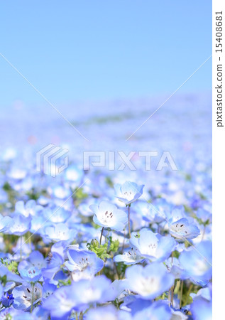 Nemophila Hill♪ Nemophila Hill♪ 15408681