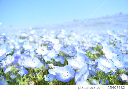 Nemophila Hill♪ Nemophila Hill♪ 15408682